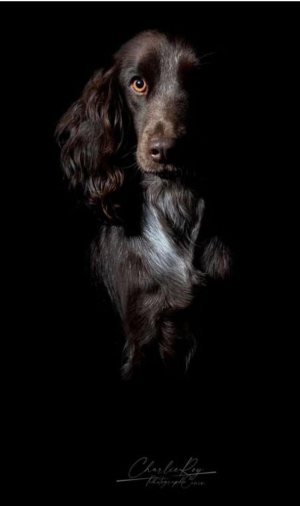 Tutti frutti les hurlevents de nuas